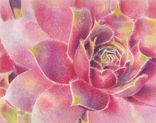 Rosette
Selected for the Society of Botanical Artists Annual Exhibition 2011 (Westminster)