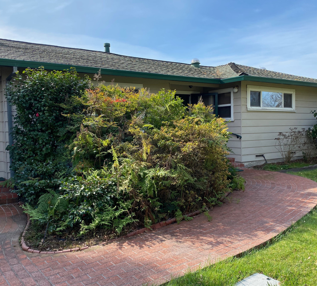 Before - overgrown front entrance