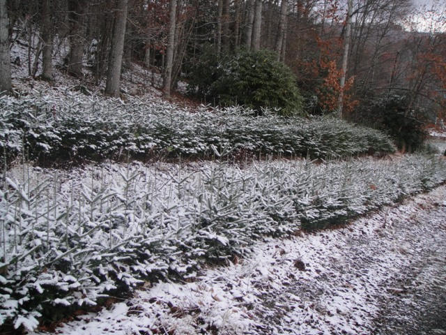 Rows of seedlings covered in snow.