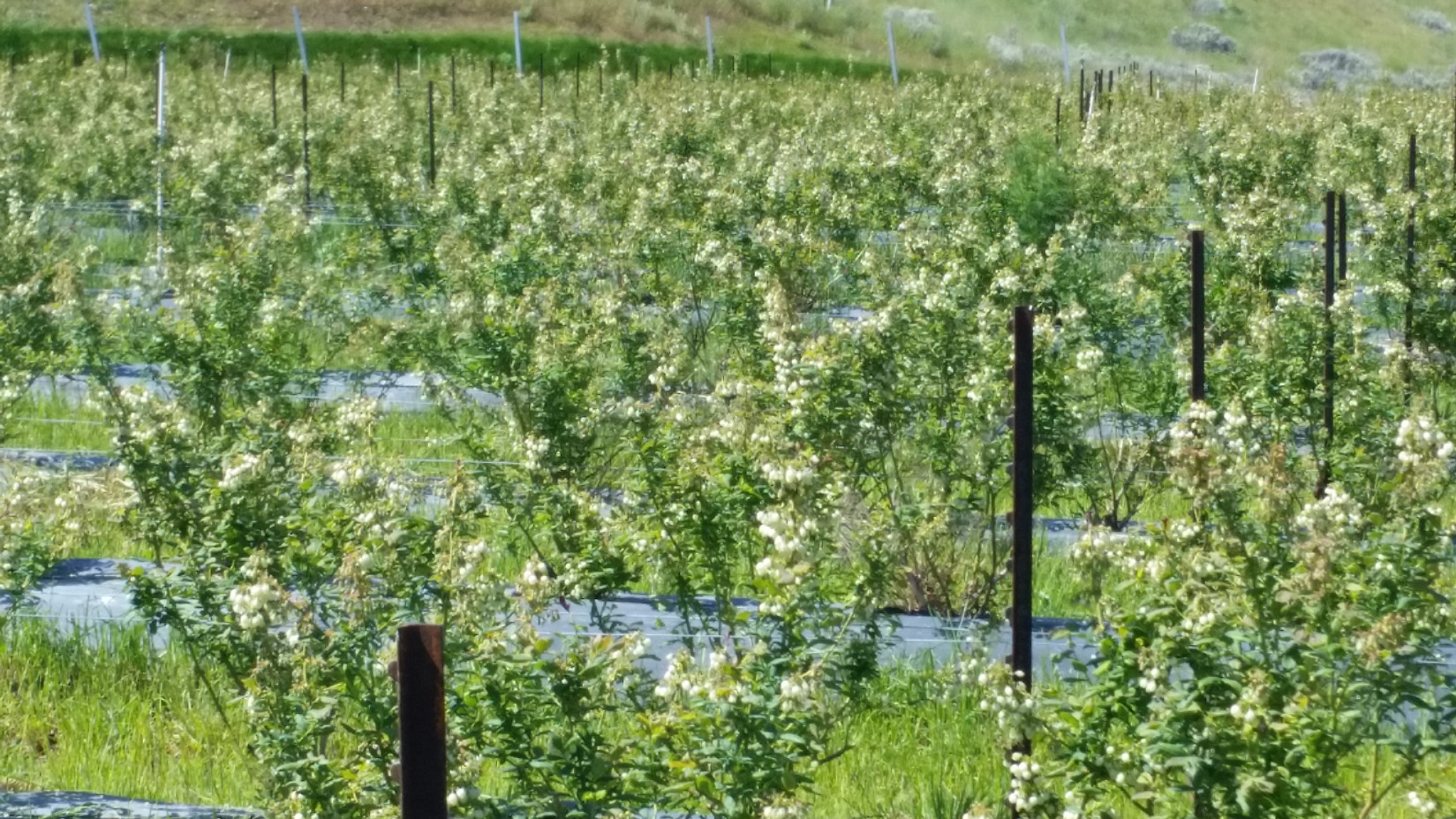 Draper Field in Bloom 2017