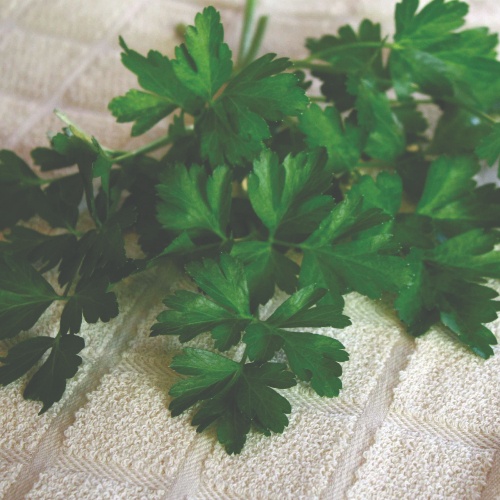 Dark Green Italian