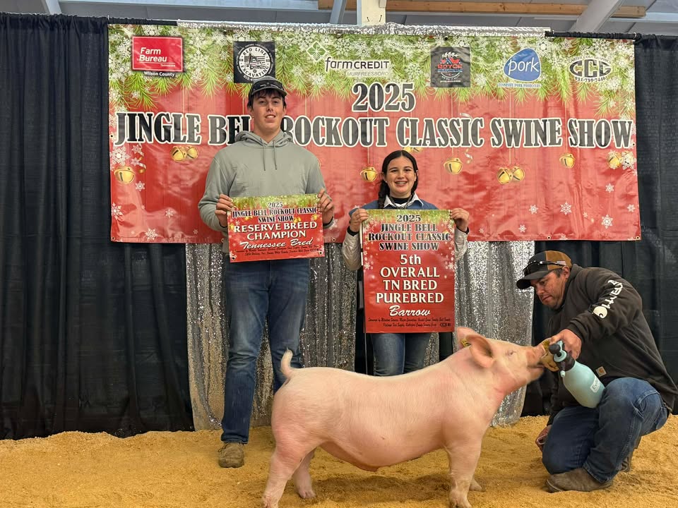 Kinley Porter
2025 Jingle Bell Rockout Classic
Reserve Champion Tennessee Bred
Yorkshire Barrow
5th Overall Tennessee Bred
Purebred Barrow