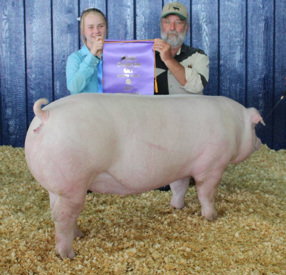 Hannah Sanders
2017 Tennessee State Fair
Champion Chester White Gilt