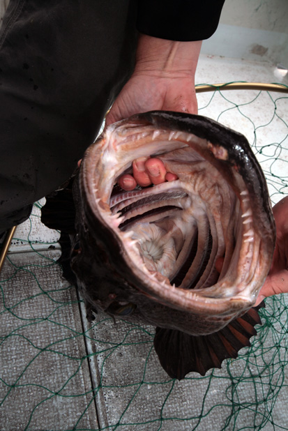 Lingcod Mouth and TEETH!
