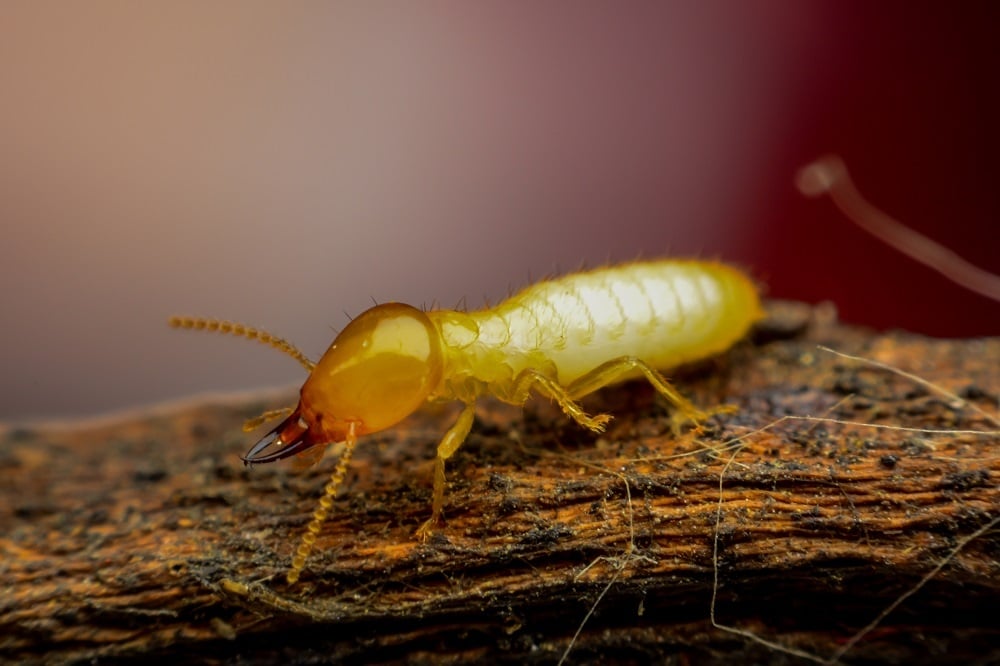 Battling Destructive Termites in New York