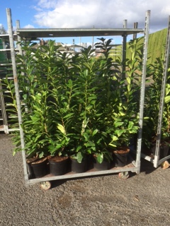 7.5lt Prunus Laurocerasus Rotundafolia