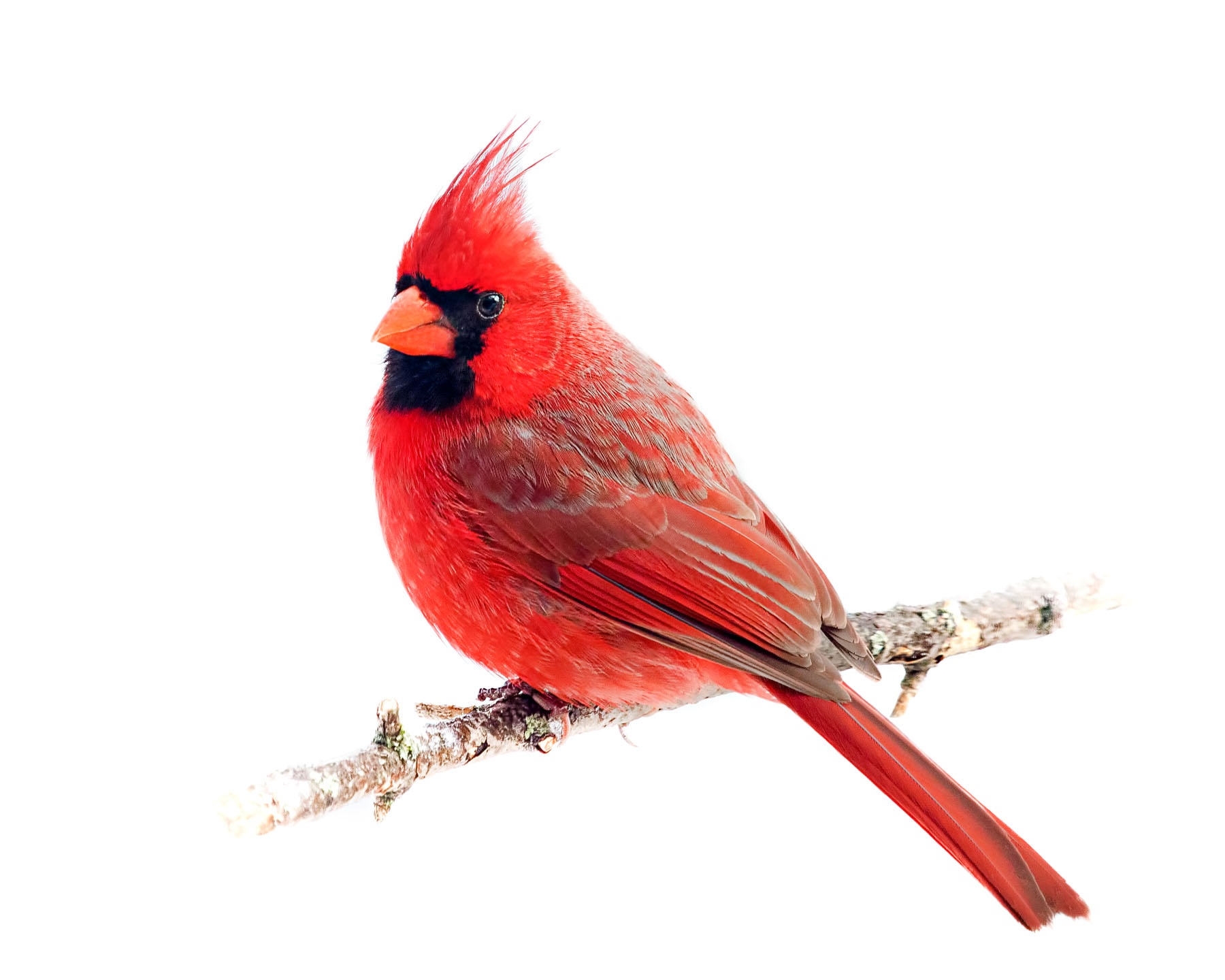 Northern Cardinal 19