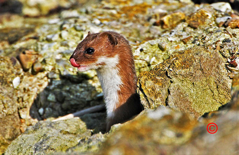 Weasel. Whats for lunch. Weasel. Whats for lunch.