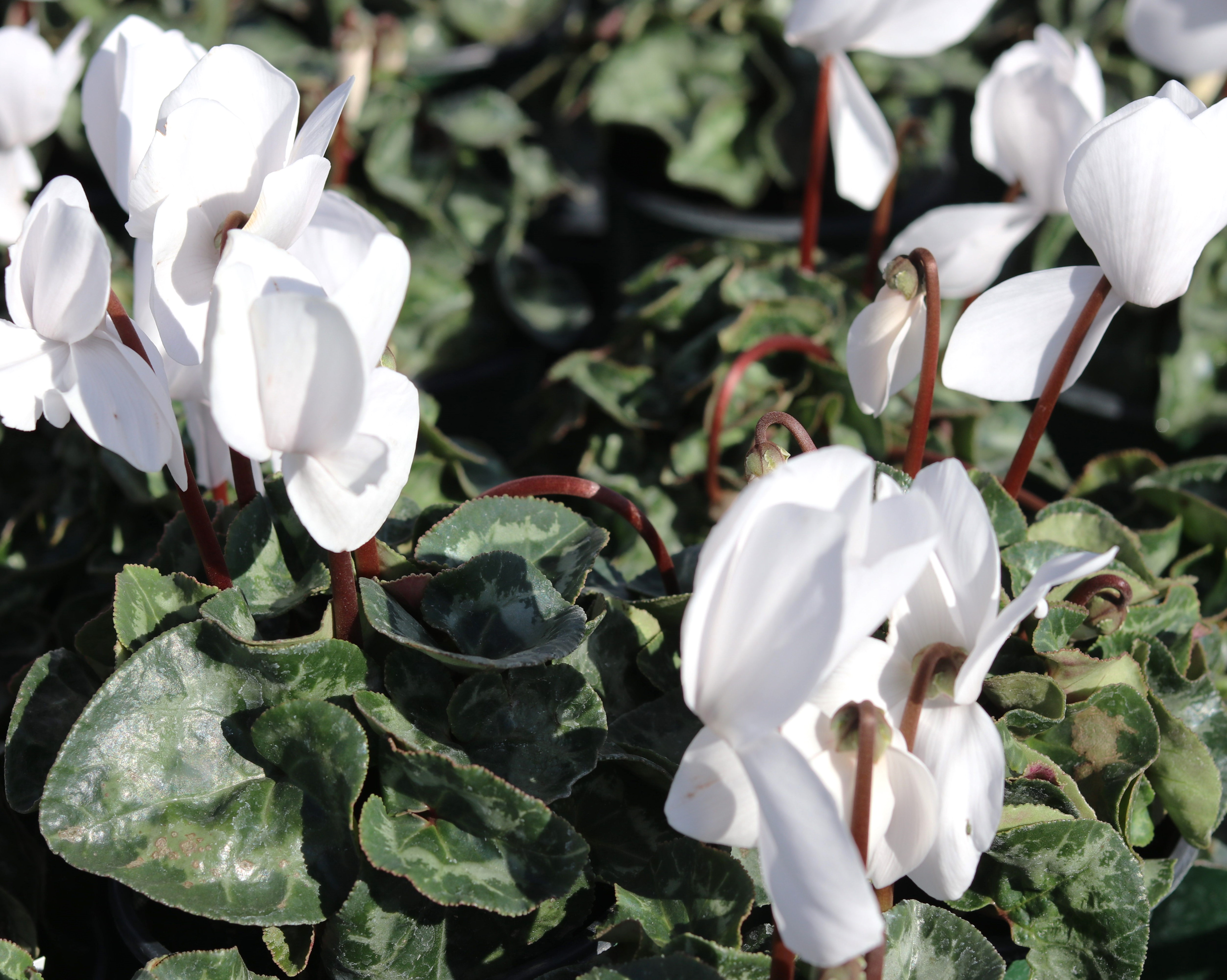 Cyclamen White