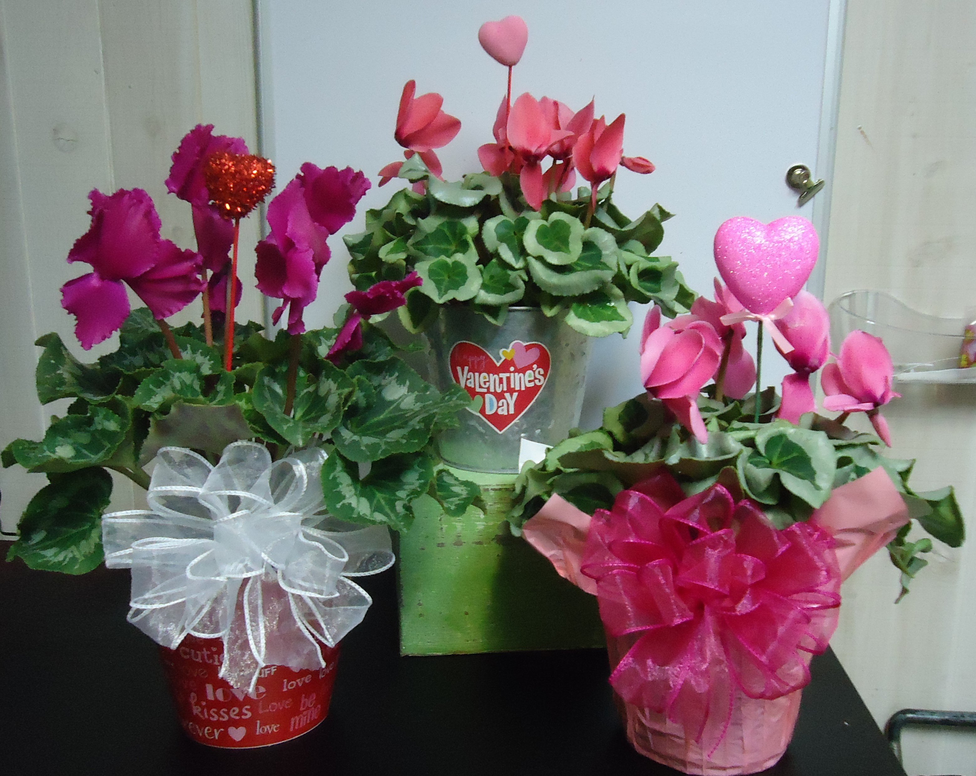 Cyclamen Bloomimg Plant
$32.50