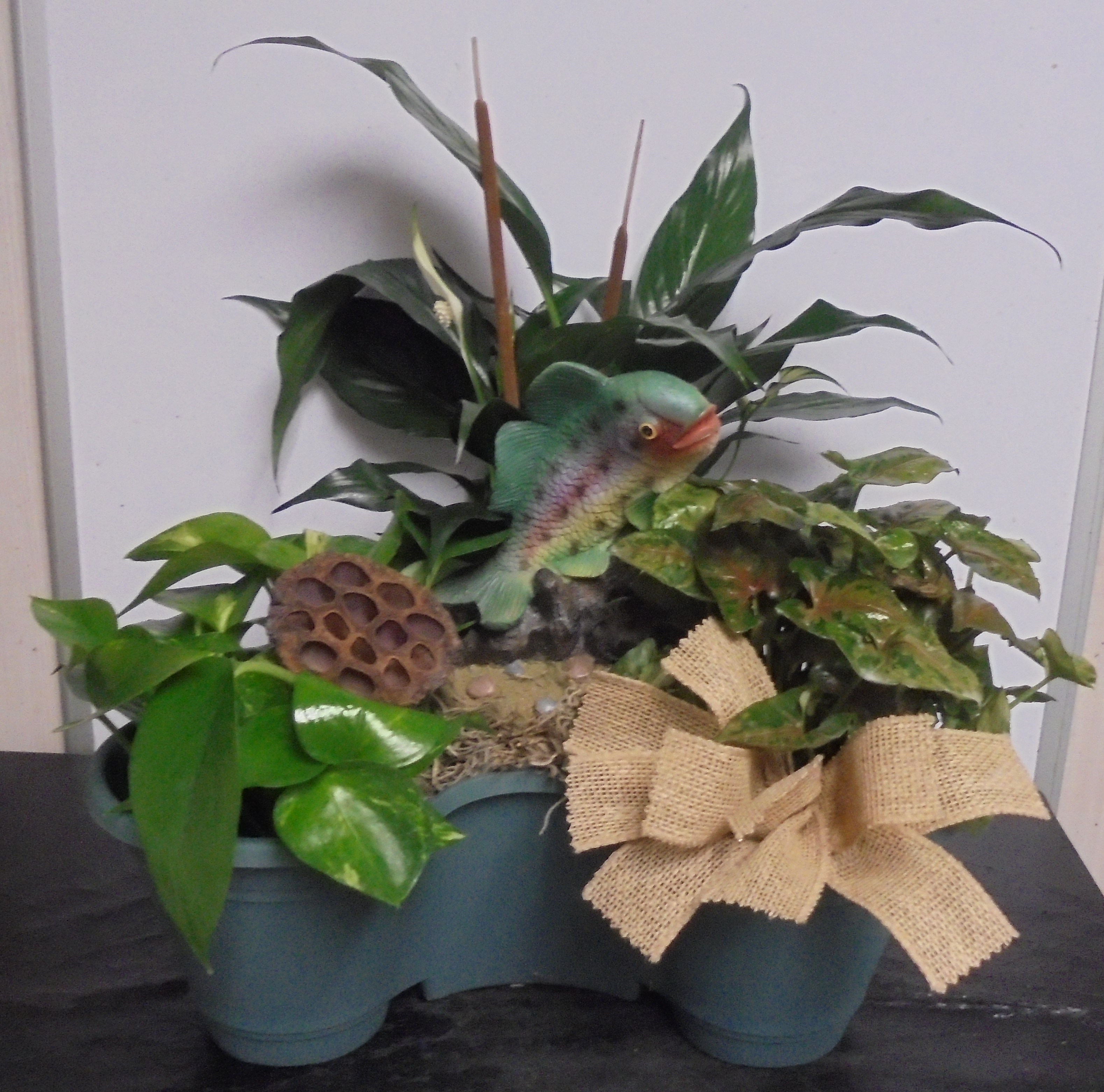 (2A)  "Three" Plant Combo
W/ Fish
$60.00