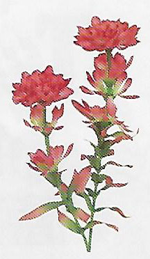 Indian Paintbrush Stem - Item # F12168
DISCONTINUED   19½" Tall. Packed 24.