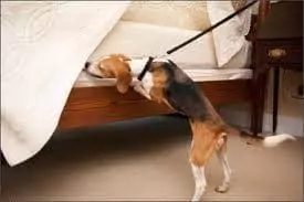 dog inspecting for bed bugs