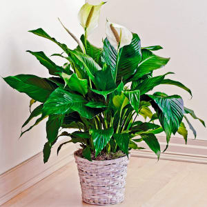 Peace Lily
6 inch
8 inch
10 inch