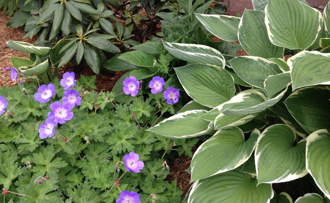 Violet Flowers
