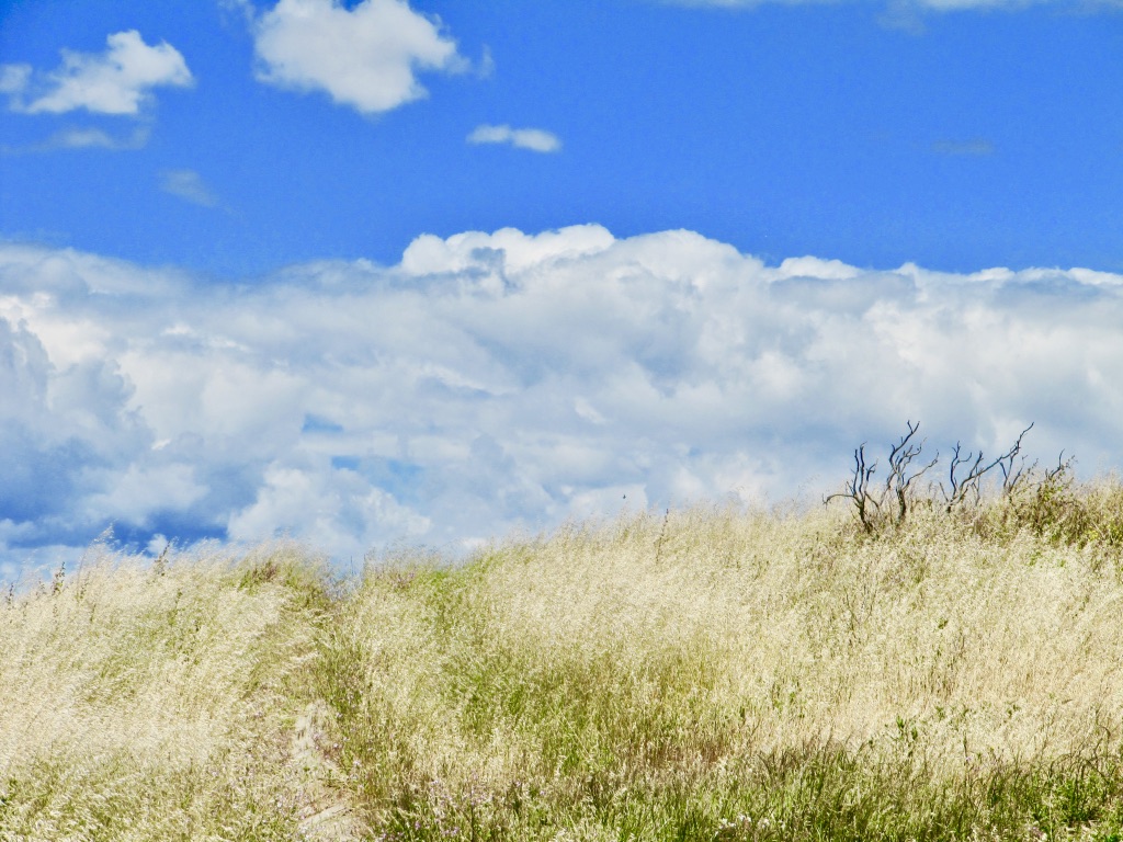 scape - series 3  2011