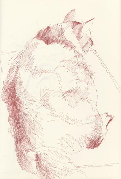 Cosmo - catnapping 1 (Pen and sepia ink)