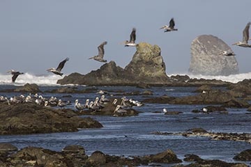 Pelicans near Yellow Banks, Olympic Coast