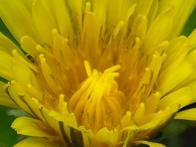 Dandelion (Taraxacum officinalis)