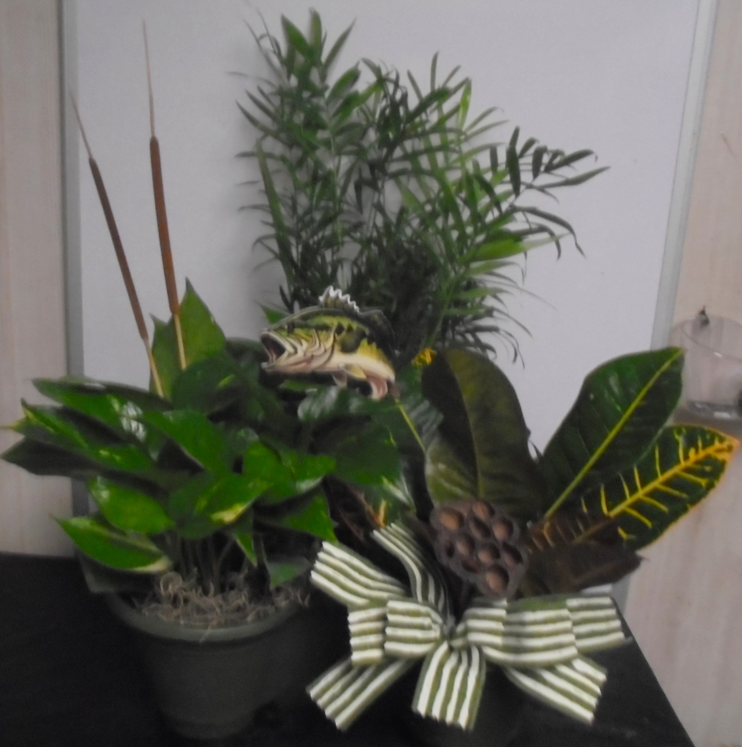 (2)  "Three" Plant Combo
W/ Fish
$60.00