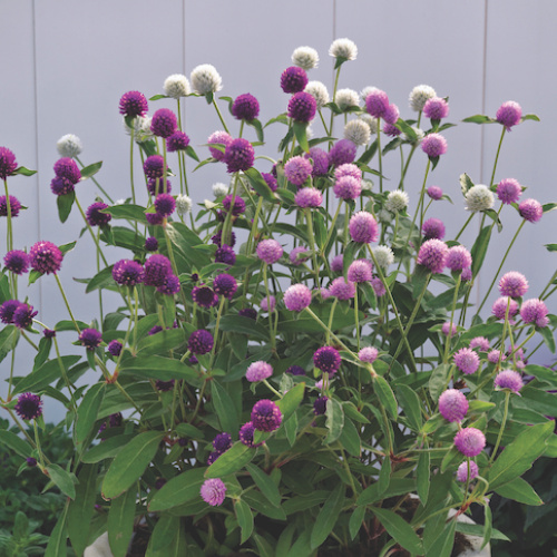 Twilley Seed Gomphrena Globosa A choice of blue piedmont master gardeners these pictures of this page are about:gomphrena ping pong purple. twilley seed gomphrena globosa