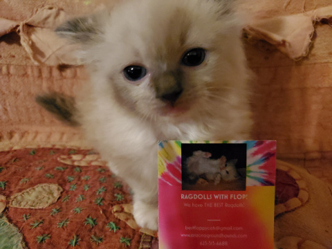 https://0201.nccdn.net/4_2/000/000/079/c81/20191218_153754-480x360.jpg