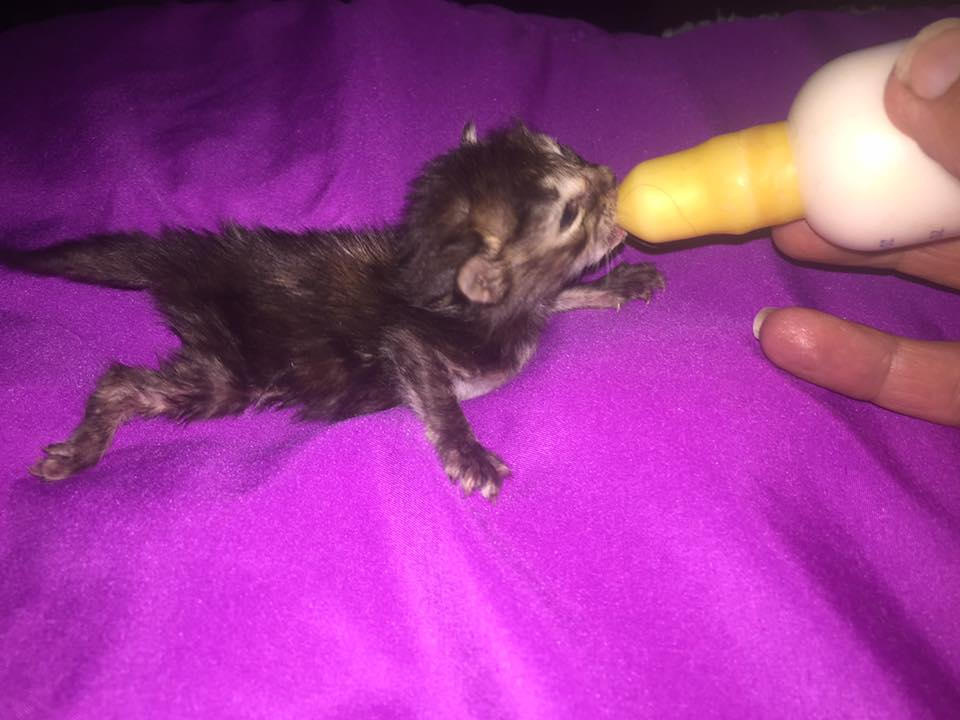 Tinkerbell has a heart murmur is blind in one eye and has stunted growth.