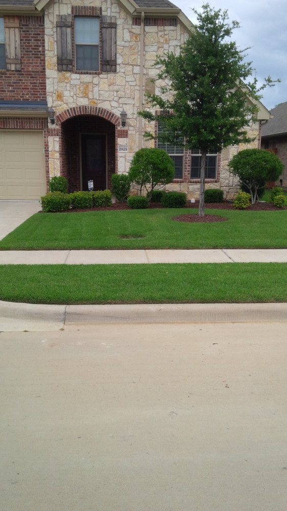 Weekly serviced lawn