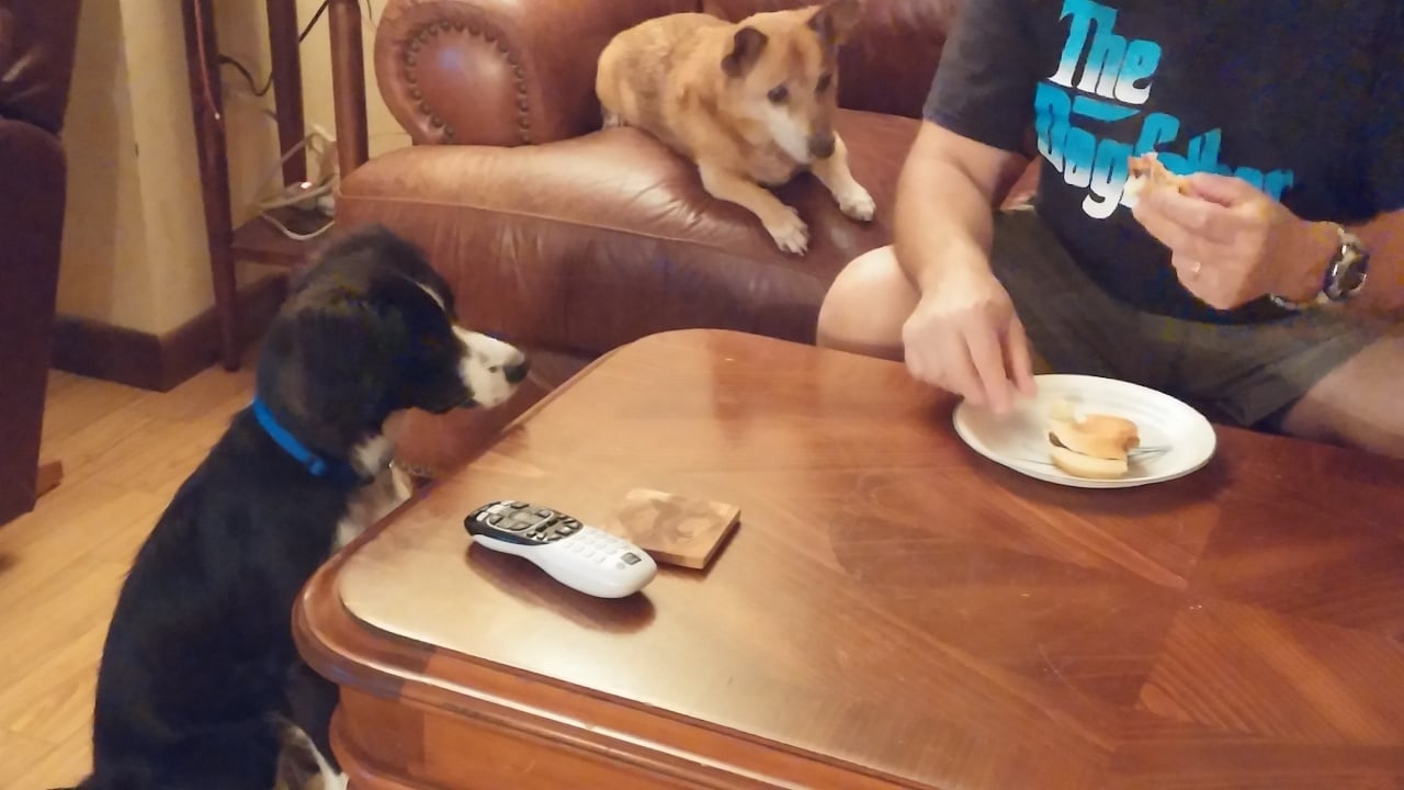 Dog Begging