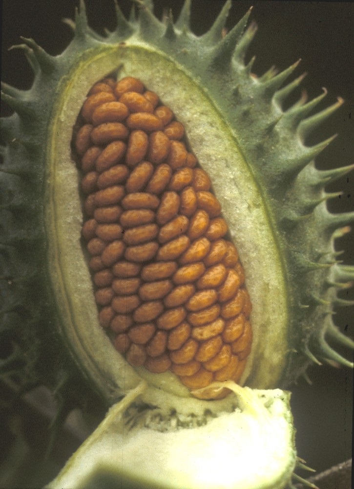 Jimson Weed (Datura stramonium)