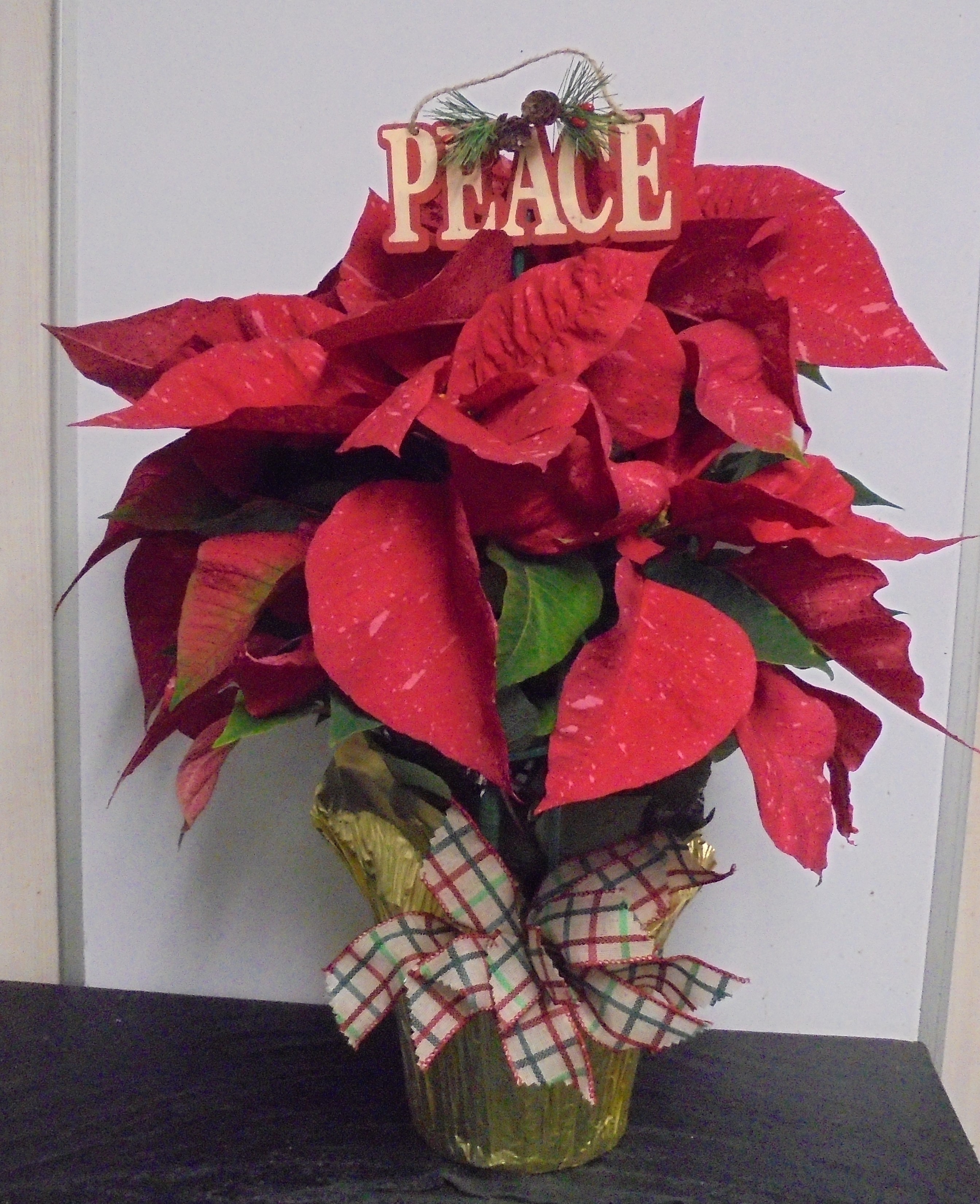 (5C)  "Jingle Bell" Poinsettia Plant
$40.00