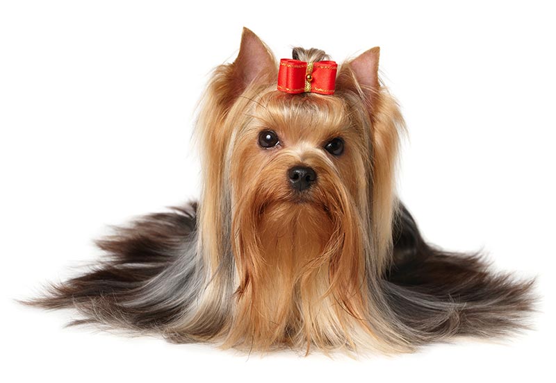 The yorkshire terrier