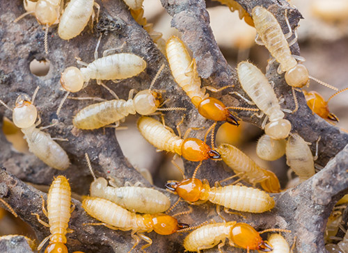 Close up termites