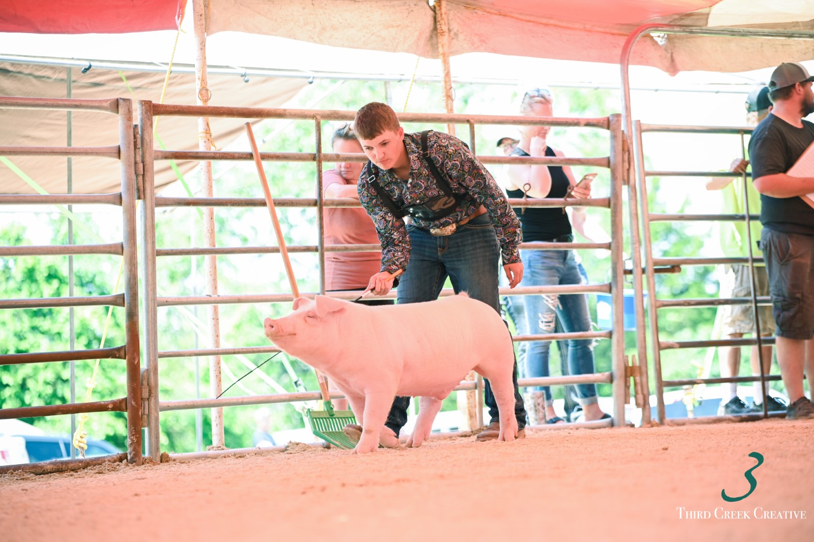 Logan Nothnagel
2024 Missouri Circuits
Battle For Banners Lebanon, MO 
Champion Chester White Barrow

SCMO Jackpot Show Houston, MO 
Reserve Champion 
Chester White Barrow

Show Me Showdown Rolla, MO
Champion 
Chester White Barrow

Gasconade County 
Summer Classic Owensville, MO
Champion Chester White Barrow

Rockstar Roundup Vienna, MO
Champion Chester White Barrow

Southern MO Jackpot Series 2024
5th Overall High Point Market Barrow Exhibitor 
Champion Chester White Barrow



