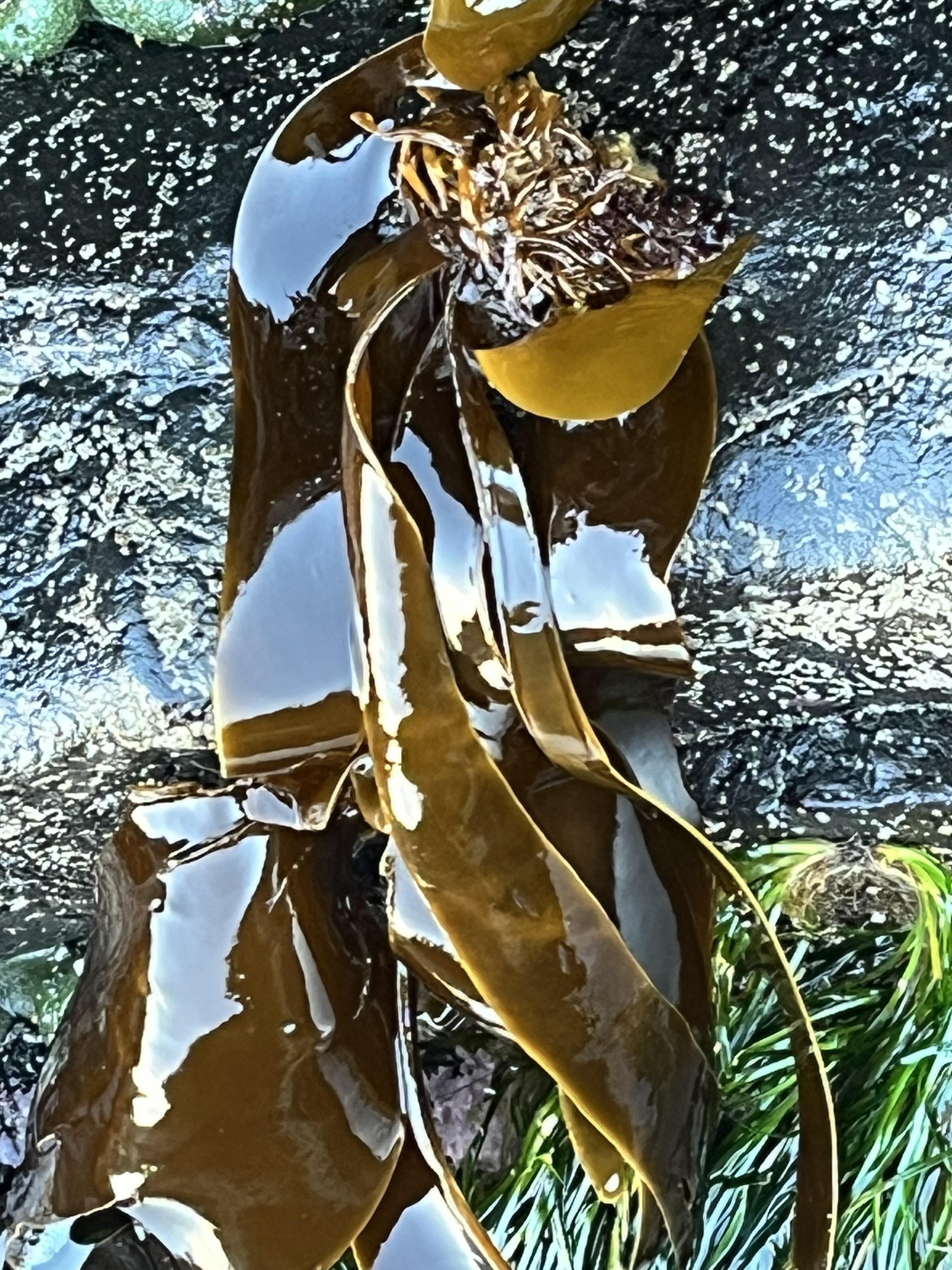 Sea Cabbage (Saccharina sessilis, formerly Hedophyllum sessile)
