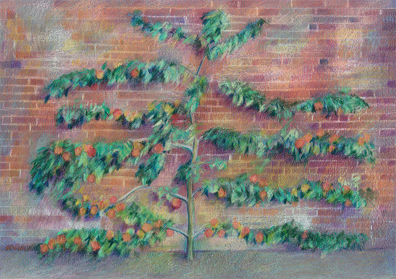 The Kitchen Garden - The Apple Tree (Coloured Pencil 8.25 x 11.75")