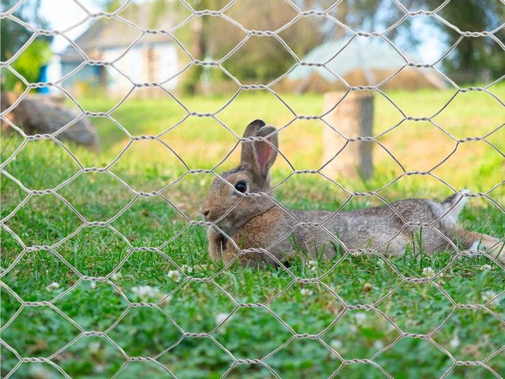 Conejo marrón descansando en el césped detrás de una cerca de alambre en un jardín.