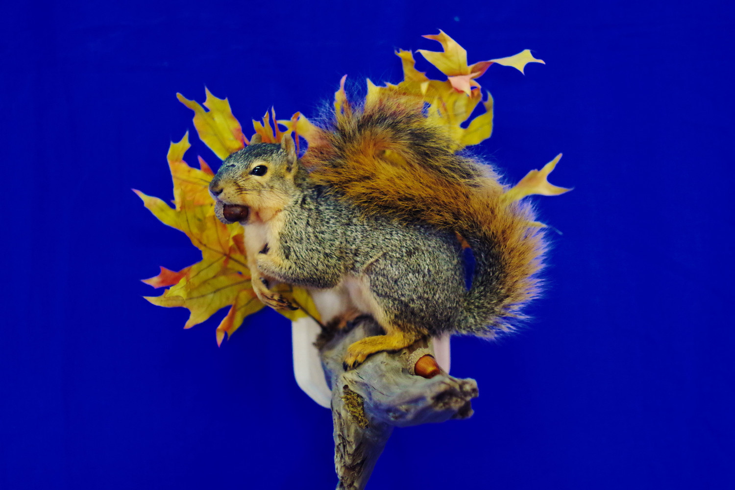 Fox squirrel sitting on wall mount - Saves Space!