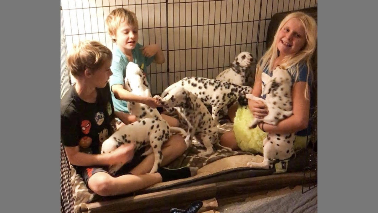 My grandkids with the pups