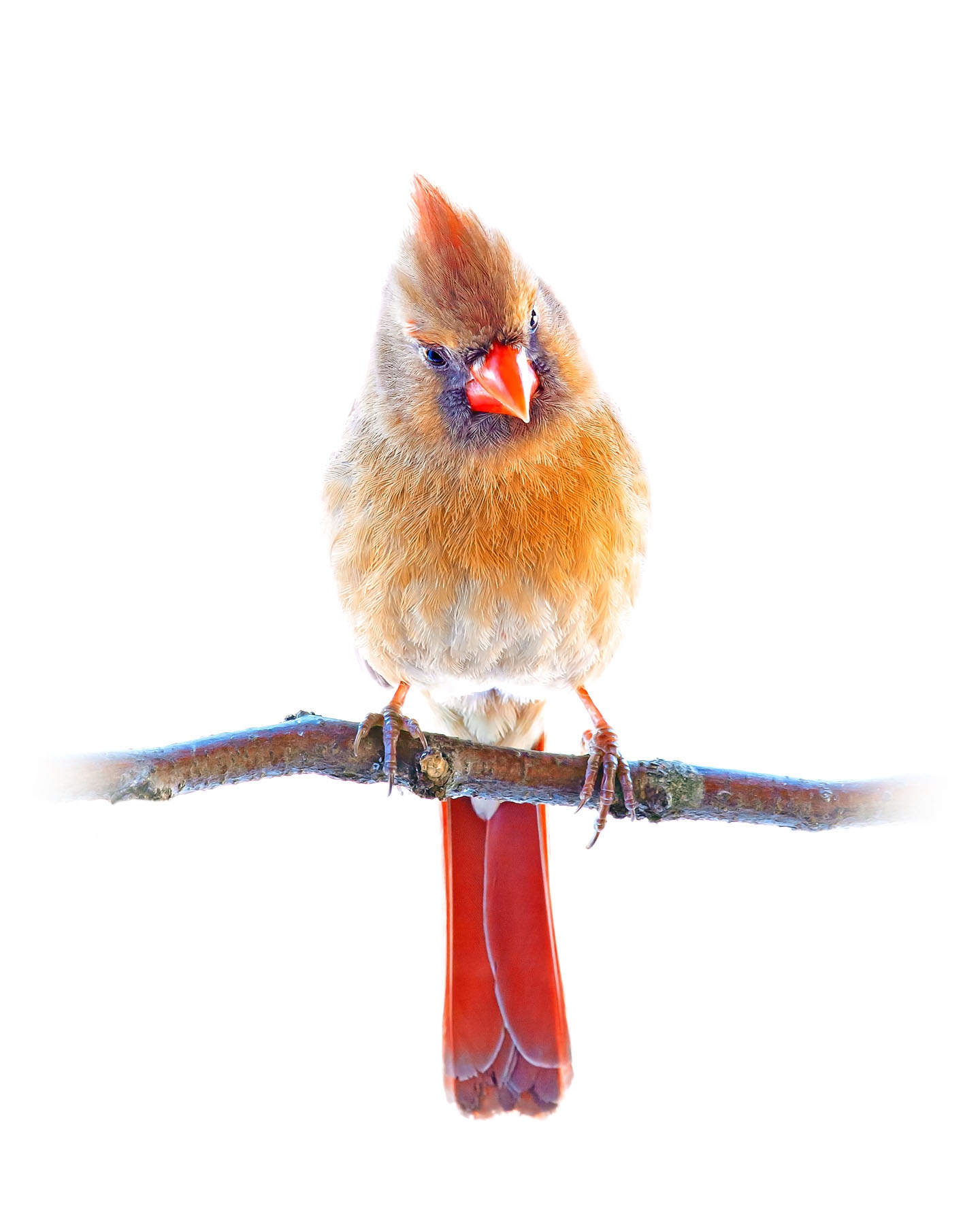 Northern Cardinal female 6