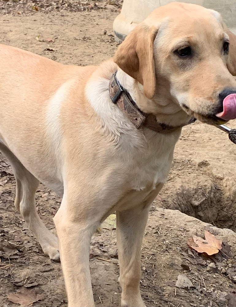 Doe: Labrador Retriever