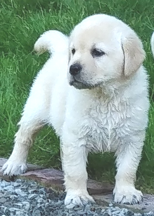 https://0201.nccdn.net/4_2/000/000/07a/dbb/puppy2--7-wks.png