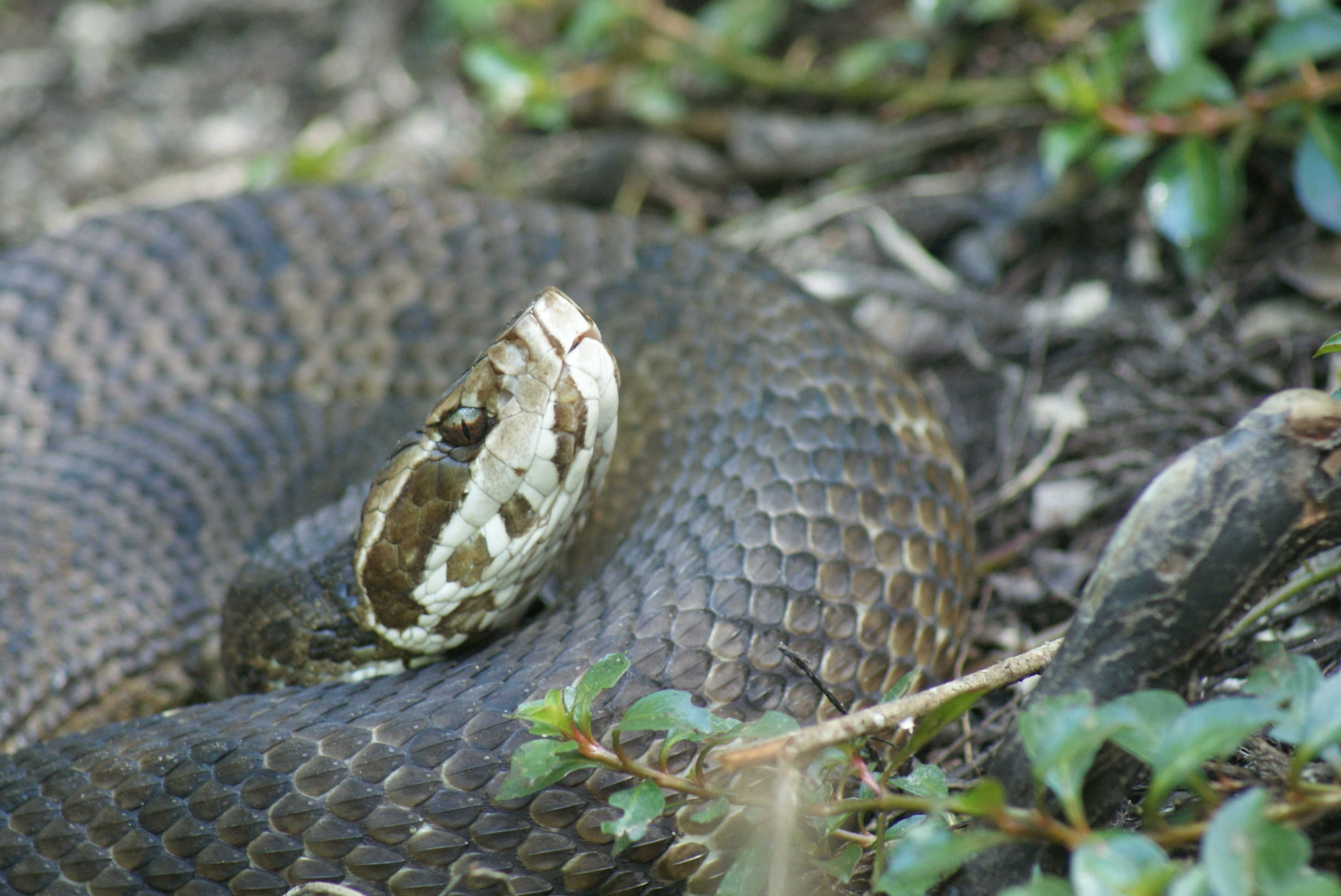 https://0201.nccdn.net/4_2/000/000/07a/dbb/snake-cottonmouth--1-.jpg