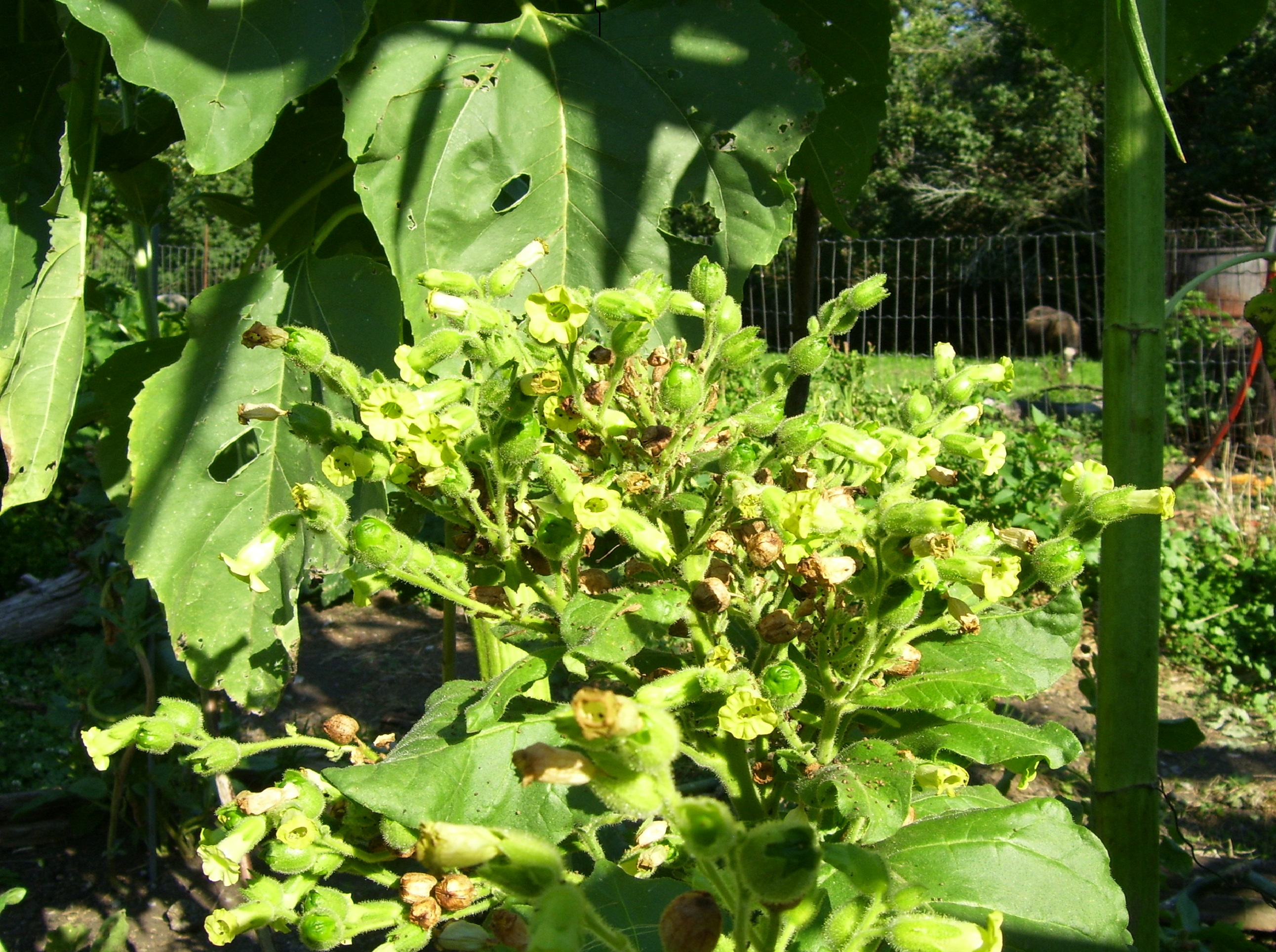 Sacred Tobacco growing in our Freedom Garden