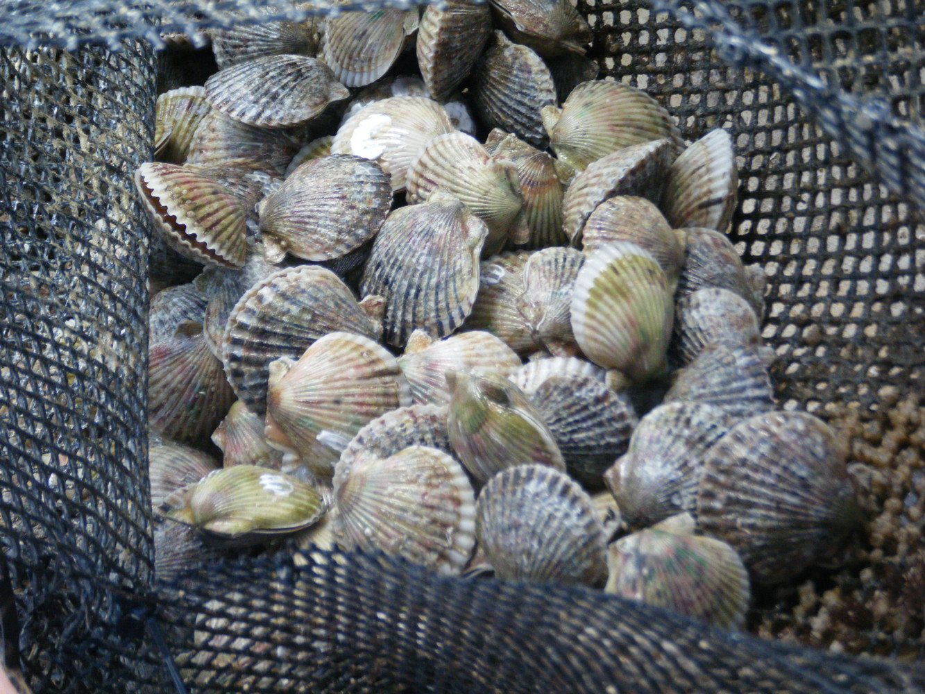 "THE COMMERCIALIZATION OF BAY SCALLOPS IN FLORIDA"

A BAY SHELLFISH PROJECT FUNDED THROUGH ARC

THE PROJECT ANSWERED NECESSARY QUESTIONS TO MOVE THE FLORIDA BAY SCALLOP FROM POTENTIAL TO POSSIBLE

(Argopecten irradians)