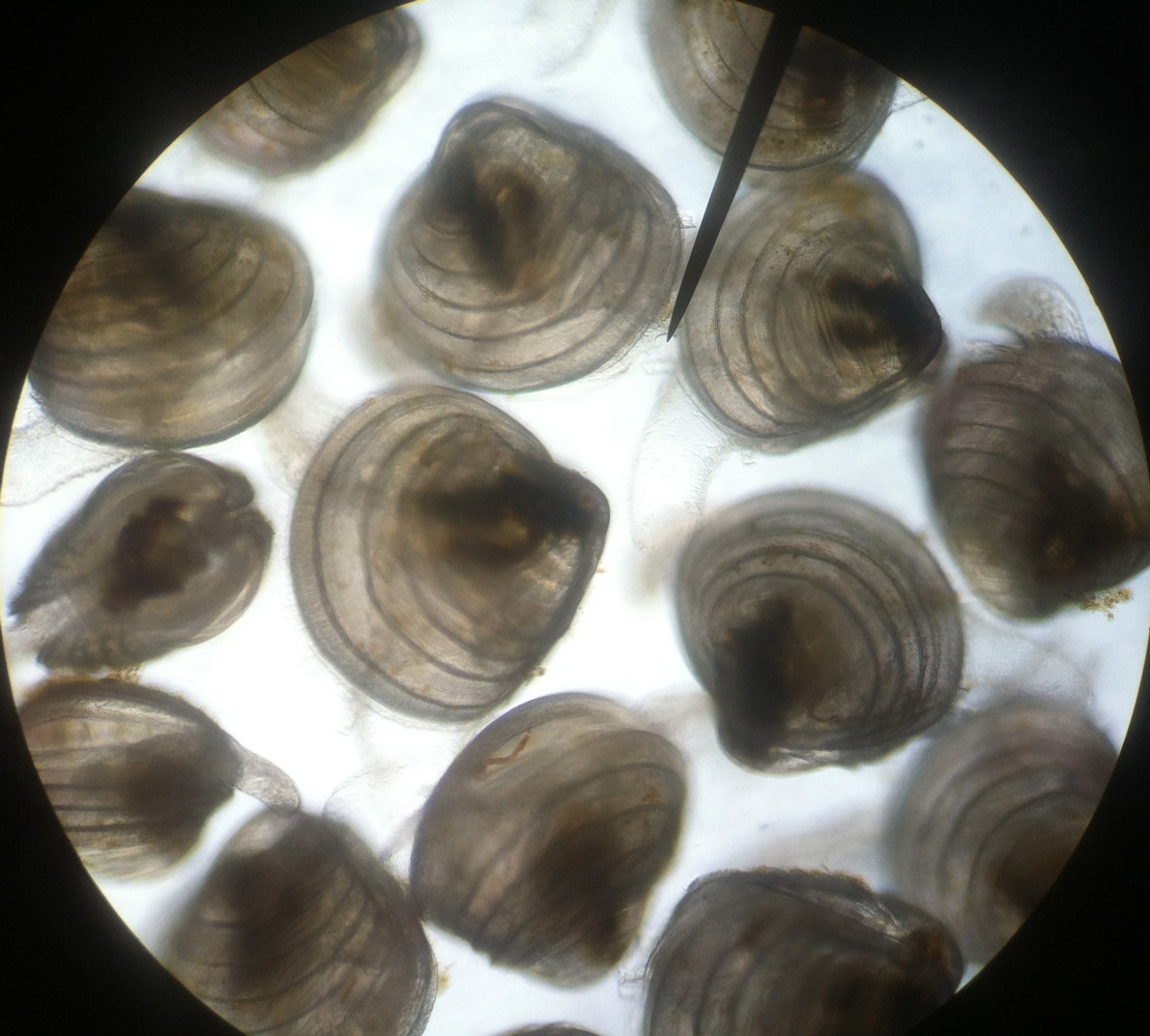 THE BEST BIVALVE SEED
comes from
AN UNDERSTANDING OF THE CULTURED SPECIES
ADVANCED CONDITIONING METHODS, LEADING-EDGE  LARVAL REARING
&
ENVIRONMENTAL CONDITIONS NECESSARY FOR OPTIMUM HEALTH