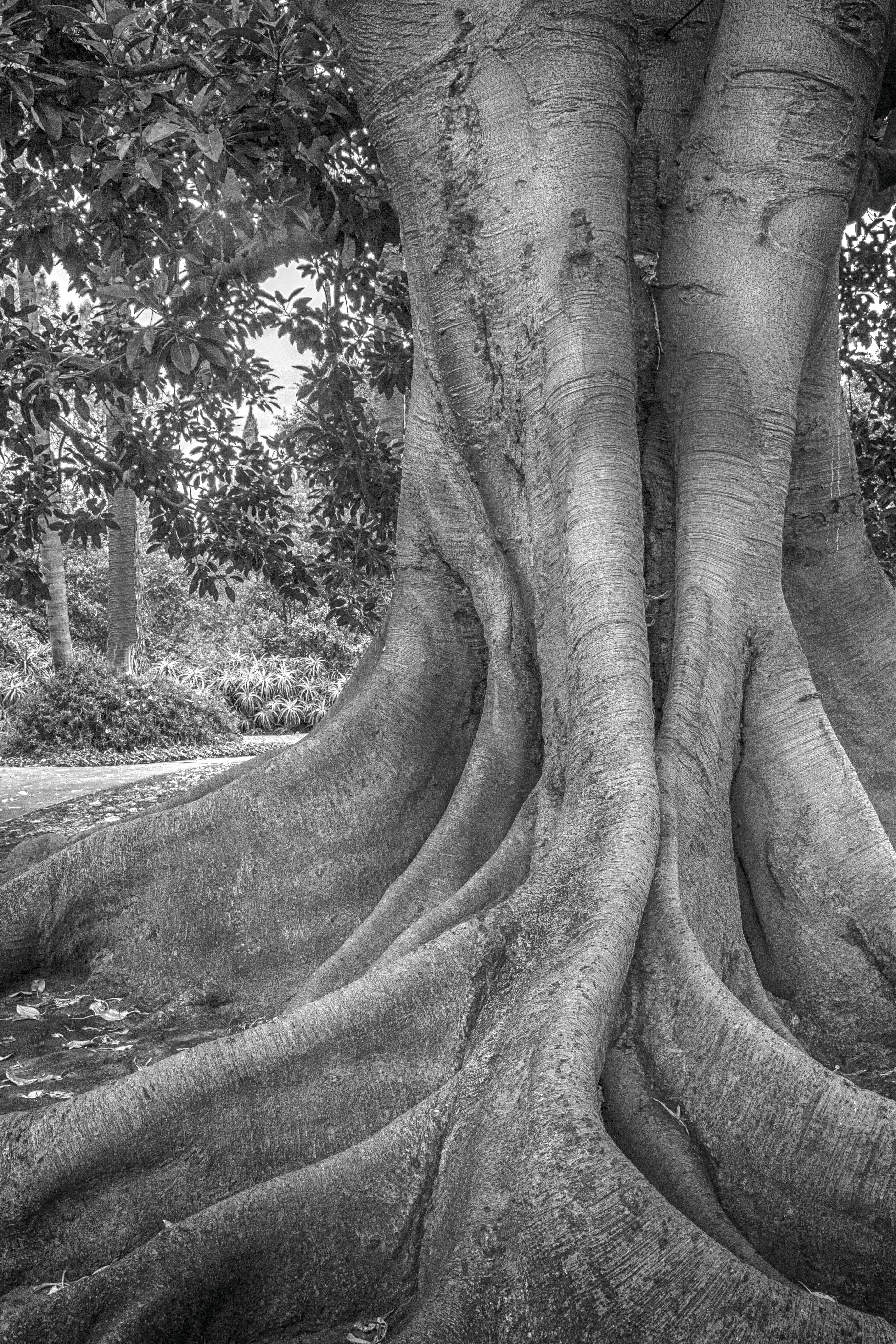 Rancho Los Alamitos Curved Trunk