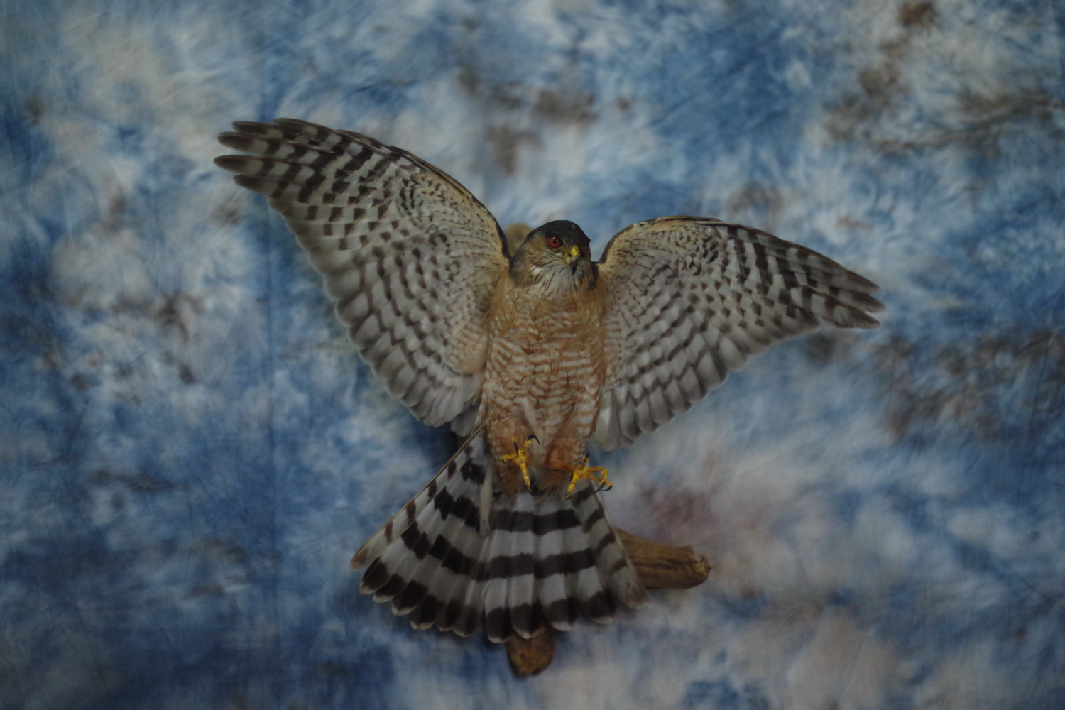 sharp shinned hawk done for the West Virginia DNR