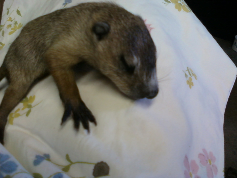 baby groundhog!