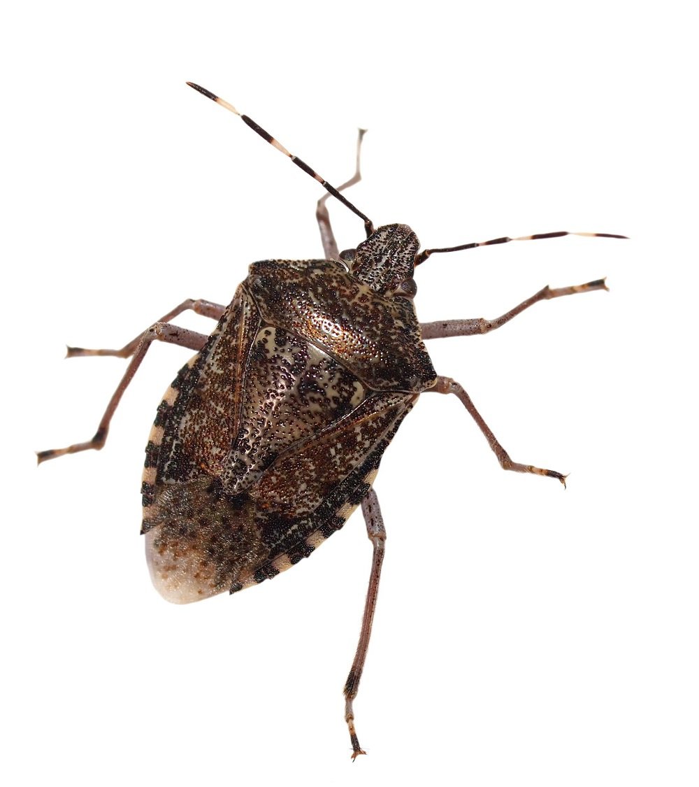 6-facts-about-stink-bugs